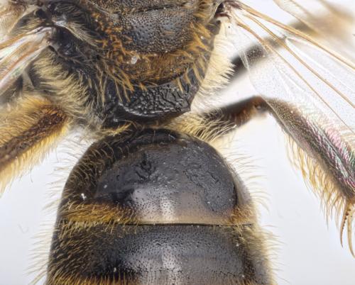 Lasioglossum calceatum